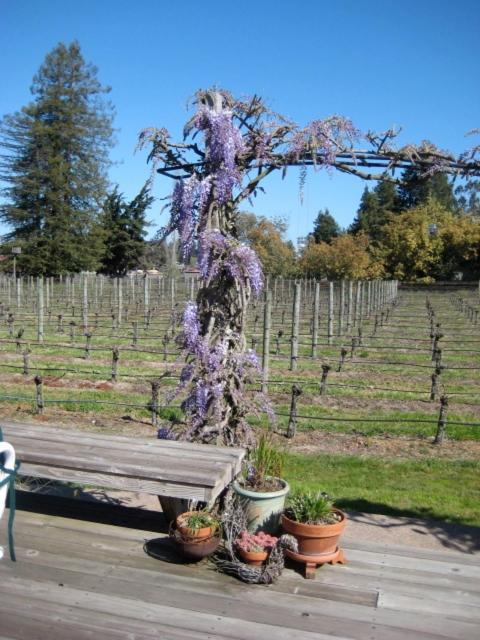 Pearlessence Vineyard Inn Sebastopol Zewnętrze zdjęcie